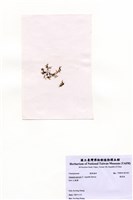 藏品(環節藻)的圖片